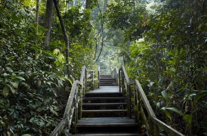 forett-at-bukit-timah-bukit-timah-nature-reserve-singapore